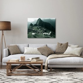 Obraz - Lamy w Machu Picchu w Peru (70x50 cm)