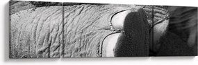 Obraz - Noga słonia (170x50 cm)
