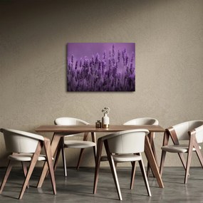 Obraz - Lawenda (70x50 cm)
