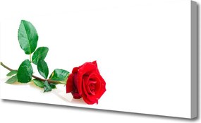 Obraz canvas Aksamitna Róża Ogrodowa