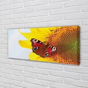 Obraz drukowany na płótnie Motyl na Słoneczniku