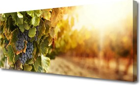 Obraz drukowany na płótnie Winna Winorośl w Detalu