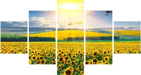 Obraz - Pole słoneczników (125x70 cm)
