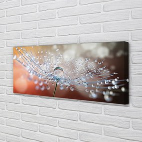 Obraz na płótnie Poranny Detal Dmuchawca