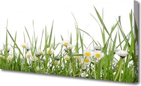 Zdjęcie na płótnie Polana Pełna Stokrotek