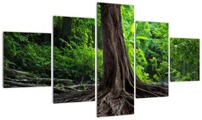 Obraz - Stare drzewo z korzeniami (125x70 cm)