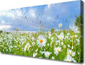 Obraz na płótnie Dywan Białych Stokrotek