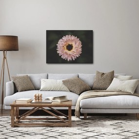 Obraz pomarańczowego kwiatu (70x50 cm)