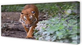 Duży obraz na płótnie Tygrys w Naturalnym Środowisku