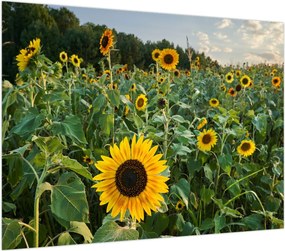 Obraz na szkle - Sunflower Field II. (70x50 cm)