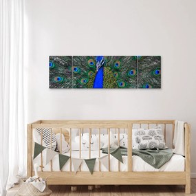Obraz - Paw (170x50 cm)