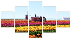 Obraz farmy tulipanów (125x70 cm)