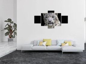 Obraz - Snow Leopard (125x70 cm)