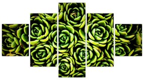 Obraz bez grzywki (125x70 cm)