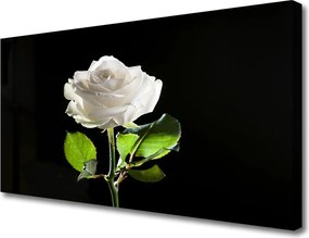 Fotoobraz na płótnie Herbaciana Róża w Ogrodzie