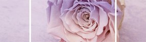 Obraz szczegółu kwiatu róży (170x50 cm)