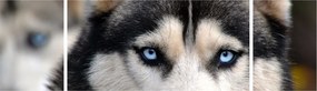 Obraz psa husky (170x50 cm)