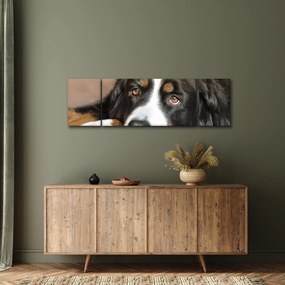 Obraz psa (170x50 cm)