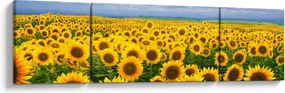 Obraz pola słoneczników (170x50 cm)
