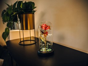Wieczna róża w szkle ALVA z oświetleniem LED