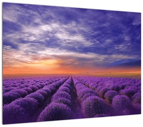 Obraz na szkle lawendowego pola (70x50 cm)