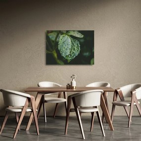 Obraz na szkle - krople na liściu (70x50 cm)