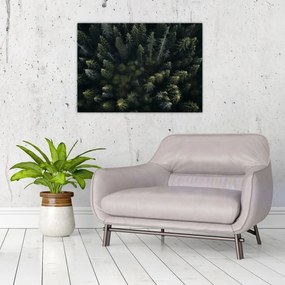 Obraz - Las (70x50 cm)