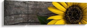 Obraz - Kwiat słonecznika (170x50 cm)