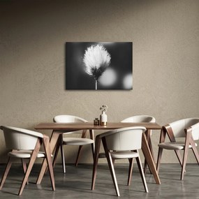 Obraz - Czarno-biała trawa bawełniana (70x50 cm)