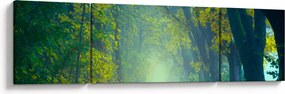Obraz drogi wysadzanej drzewami (170x50 cm)