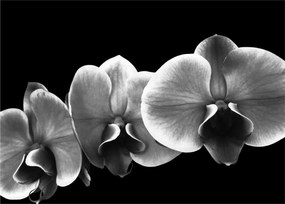 Obraz kwiatu orchidei (70x50 cm)