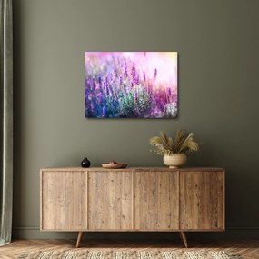 Obraz - Lawenda w słońcu (70x50 cm)