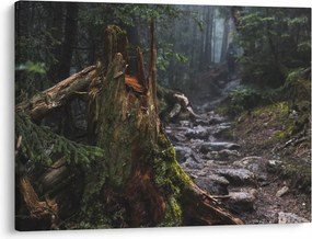 Obraz - W lesie (70x50 cm)