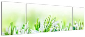 Obraz - Przebiśniegi (170x50 cm)