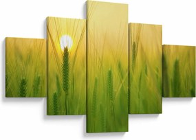 Obraz pola ze zbożem (125x70 cm)
