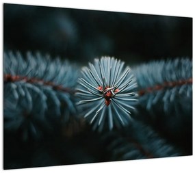 Obraz na szkle gałązki drzewa iglastego (70x50 cm)