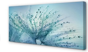 Obraz canvas na ścianę Ulotne Krople na Dmuchawcu