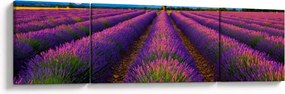 Obraz - Pole lawendy (170x50 cm)
