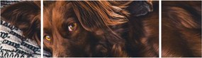 Obraz leżących psów (170x50 cm)