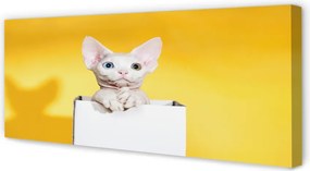 Duży obraz na płótnie Spokojnie Siedzący Kot