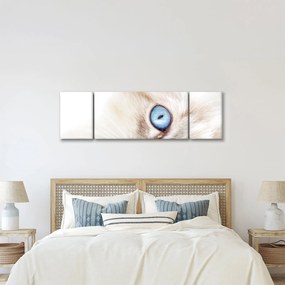 Obraz - Kotek (170x50 cm)
