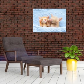 Obraz na szkle - Śpiące kocięta (70x50 cm)
