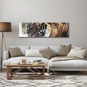 Obraz tygrysa (170x50 cm)