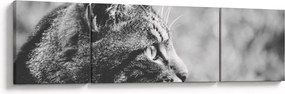 Obraz - Kot (170x50 cm)