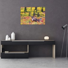Obraz - Renifer tundrowy (70x50 cm)