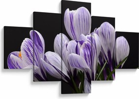 Obraz - Fioletowe krokusy (125x70 cm)