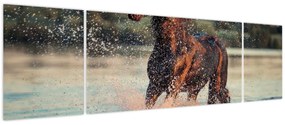 Obraz - Biegnący koń (170x50 cm)