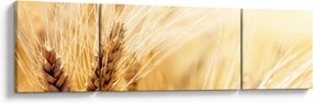 Obraz - szczegóły ziarna (170x50 cm)