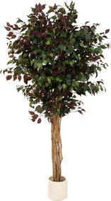 Drzewko dekoracyjne Burgundy w doniczce 210 cm