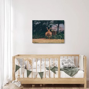 Obraz na szkle dwóch żyraf (70x50 cm)